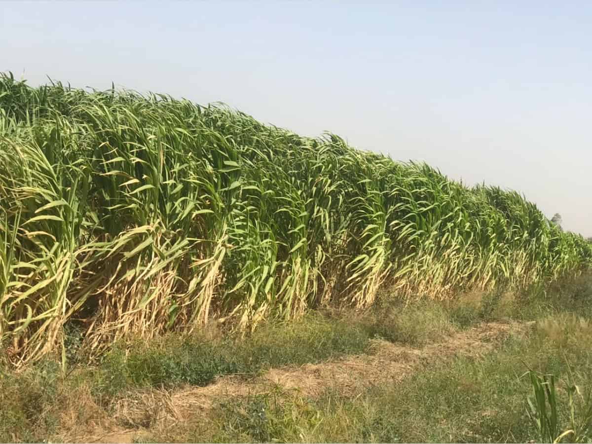 senegal_1