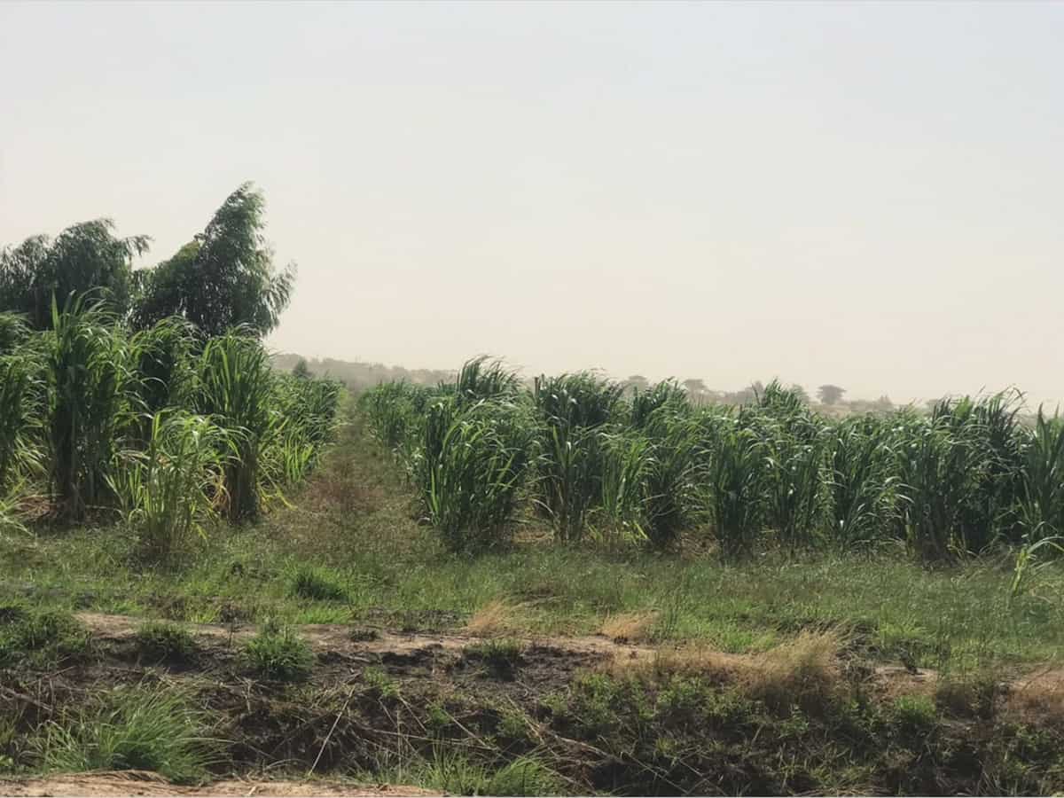 senegal_2